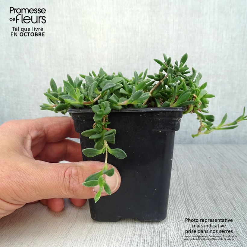 Ejemplar de Delosperma cooperi Table Mountain - Alfombra rosa Maceta de 7/8 cm entregado en otoño