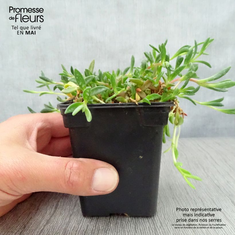 Delosperma cooperi Table Mountain - Alfombra rosa Maceta de 7/8 cm Ejemplar entregado en la primavera