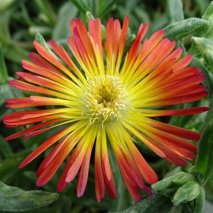 Delosperma Wheels of Wonder Fire - Alfombra rosa (Floración)