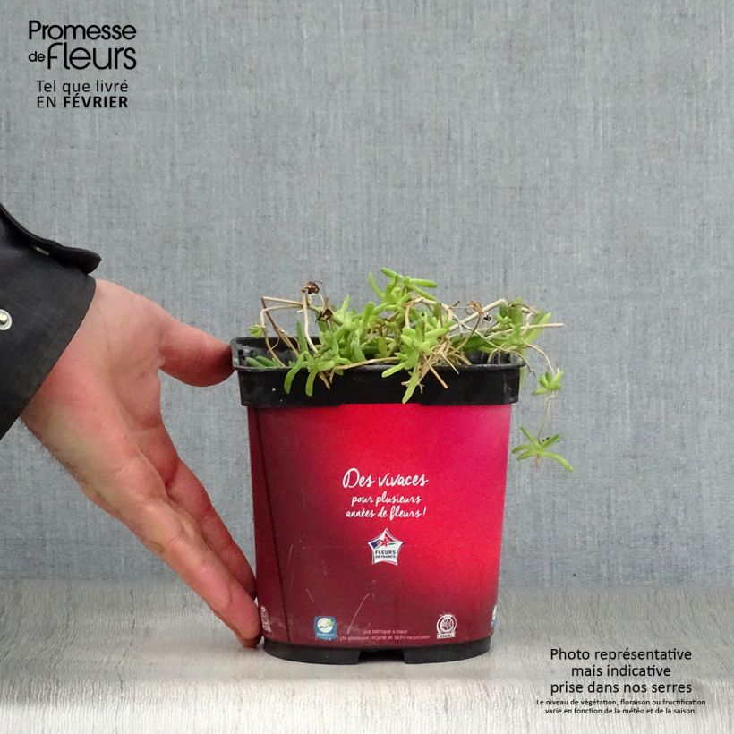 Delosperma Wheels of Wonder Fire - Alfombra rosa Maceta 2L/3L Ejemplar entregado en invierno