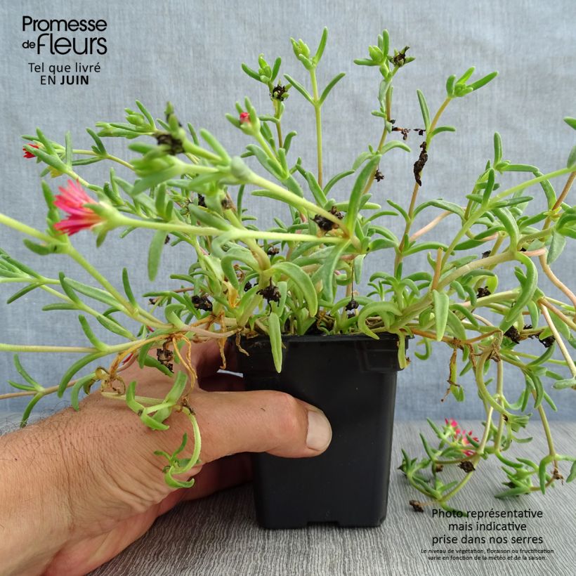 Ejemplar de Delosperma Wheels of Wonder Fire - Alfombra rosa Maceta de 7/8 cm entregado en verano
