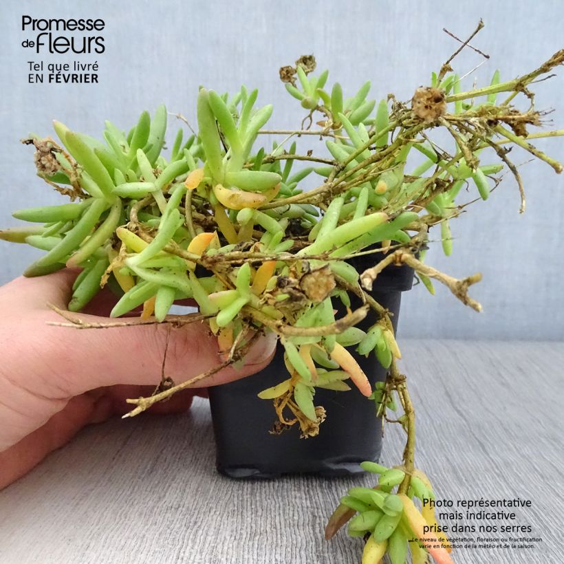 Delosperma Wheels of Wonder Fire - Alfombra rosa Maceta de 7/8 cm Ejemplar entregado en invierno