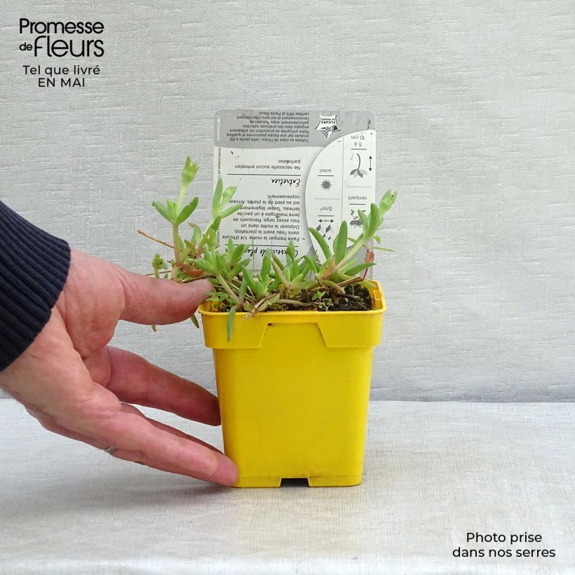 Delosperma Wheels of Wonder Golden - Alfombra rosa Maceta de 7/8 cm Ejemplar entregado en la primavera