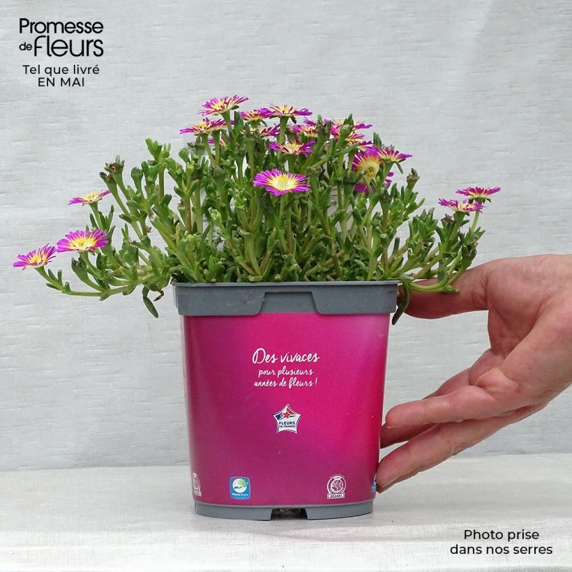 Delosperma Wheels of Wonder Hot Pink - Alfombra rosa Maceta 2L/3L Ejemplar entregado en la primavera