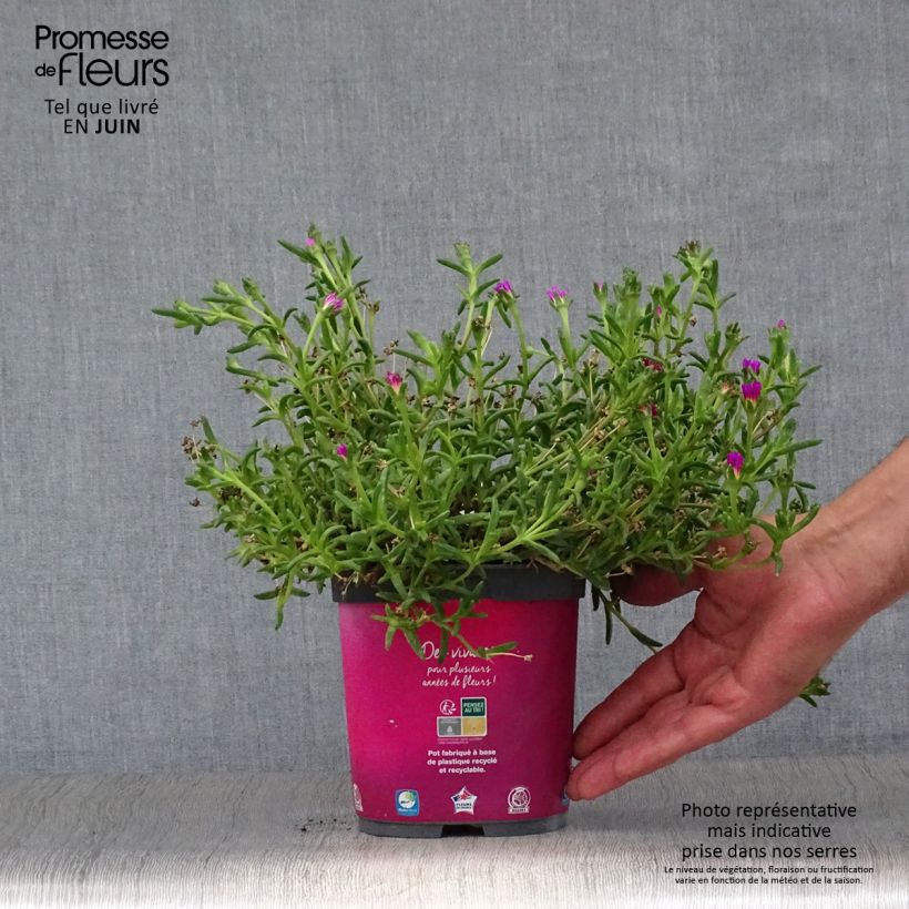 Ejemplar de Delosperma Wheels of Wonder Hot Pink - Alfombra rosa Maceta 2L/3L entregado en verano