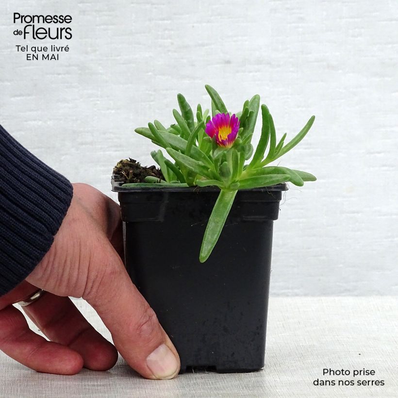 Delosperma Wheels of Wonder Hot Pink - Alfombra rosa Maceta de 7/8 cm Ejemplar entregado en la primavera