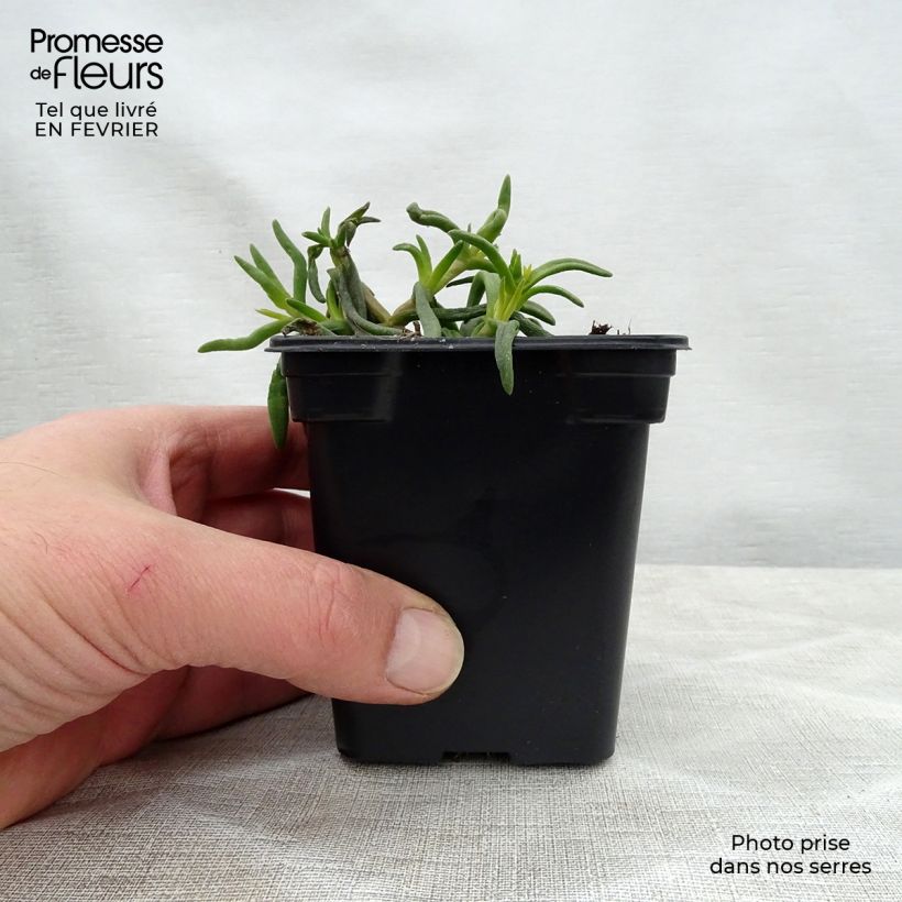 Delosperma Wheels of Wonder Orange - Alfombra rosa Maceta de 7/8 cm Ejemplar entregado en invierno