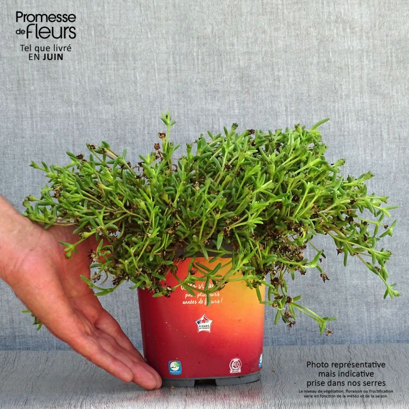 Ejemplar de Delosperma Wheels of Wonder Orange - Alfombra rosa Maceta 2L/3L entregado en verano