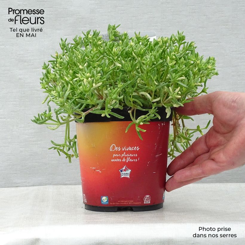 Delosperma Wheels of Wonder Orange - Alfombra rosa Maceta 2L/3L Ejemplar entregado en la primavera