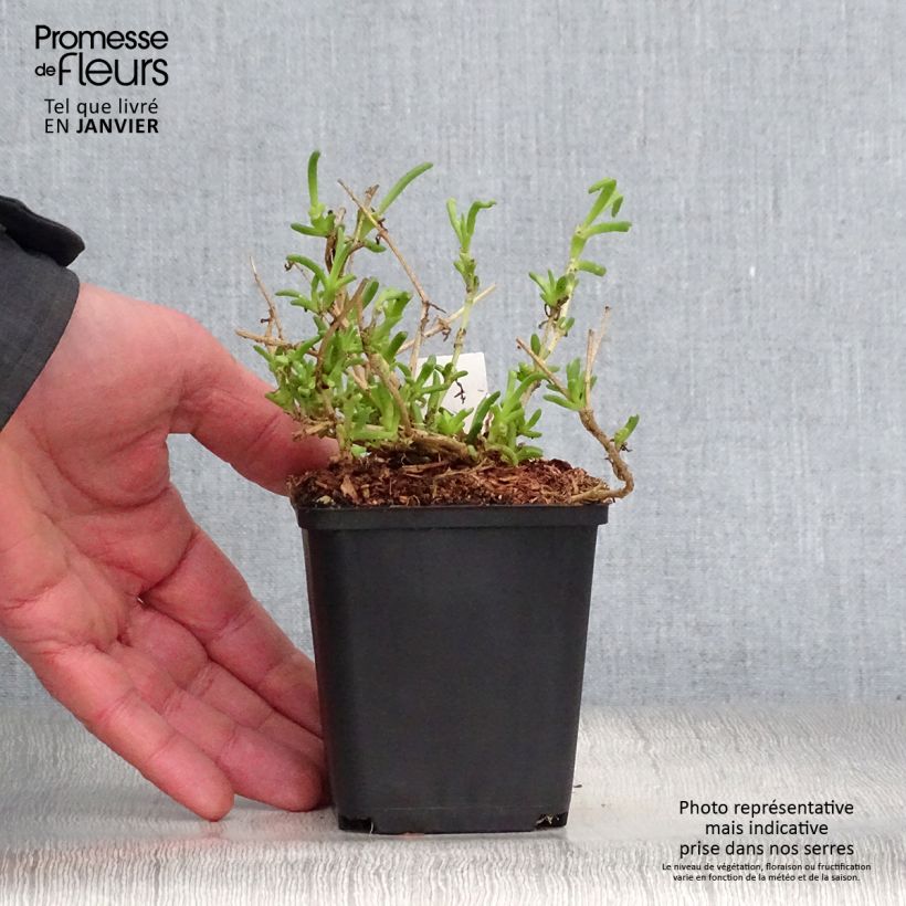 Delosperma Wheels of Wonder Violet - Alfombra rosa Maceta de 8/9 cm Ejemplar entregado en invierno