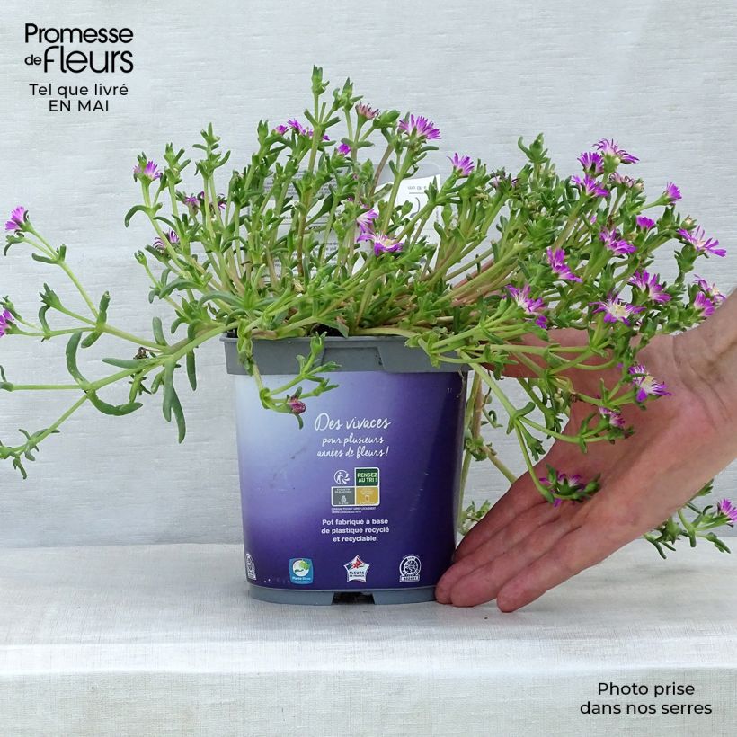 Delosperma Wheels of Wonder Violet - Alfombra rosa Maceta 2L/3L Ejemplar entregado en la primavera