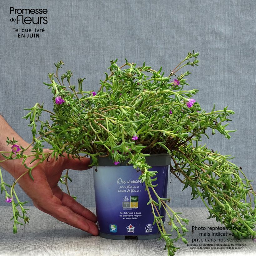 Ejemplar de Delosperma Wheels of Wonder Violet - Alfombra rosa Maceta 2L/3L entregado en verano