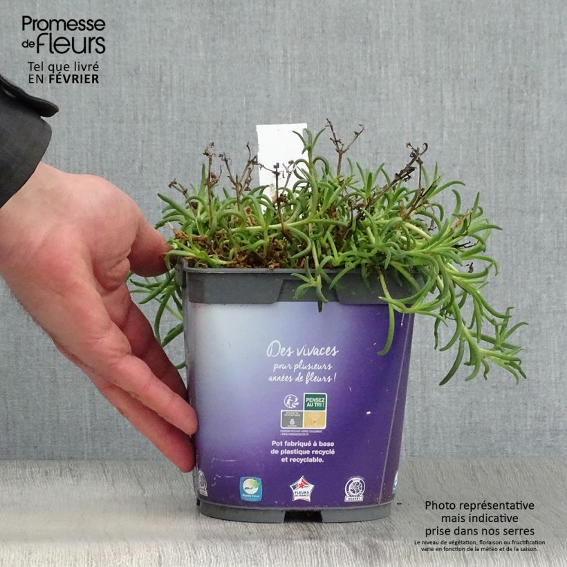 Delosperma Wheels of Wonder Violet - Alfombra rosa Maceta 2L/3L Ejemplar entregado en invierno