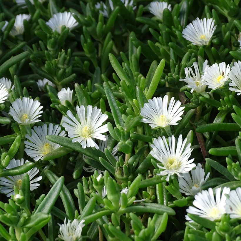 Delosperma Wheels of Wonder White - Alfombra rosa (Follaje)