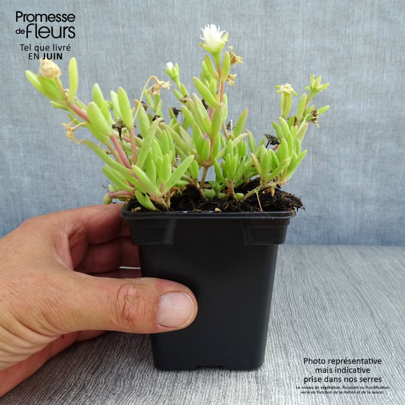 Ejemplar de Delosperma Wheels of Wonder White - Alfombra rosa Maceta de 7/8 cm entregado en verano