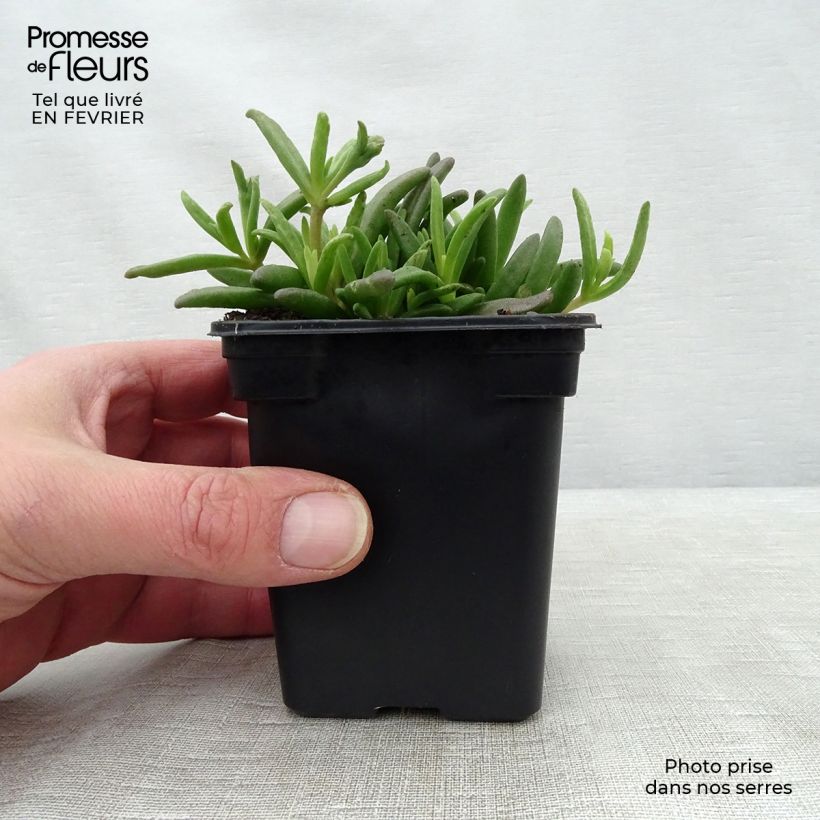 Delosperma Wheels of Wonder White - Alfombra rosa Maceta de 7/8 cm Ejemplar entregado en invierno