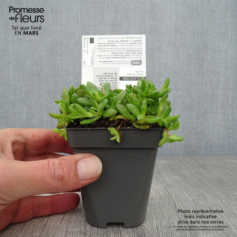 Delosperma lineare Maceta de 8/9 cm Ejemplar entregado en la primavera