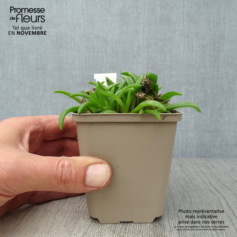 Ejemplar de Delosperma sutherlandii Maceta de 8/9 cm entregado en otoño