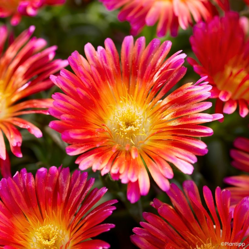 Delosperma Ocean Sunset Orange Glow - Alfombra rosa (Floración)