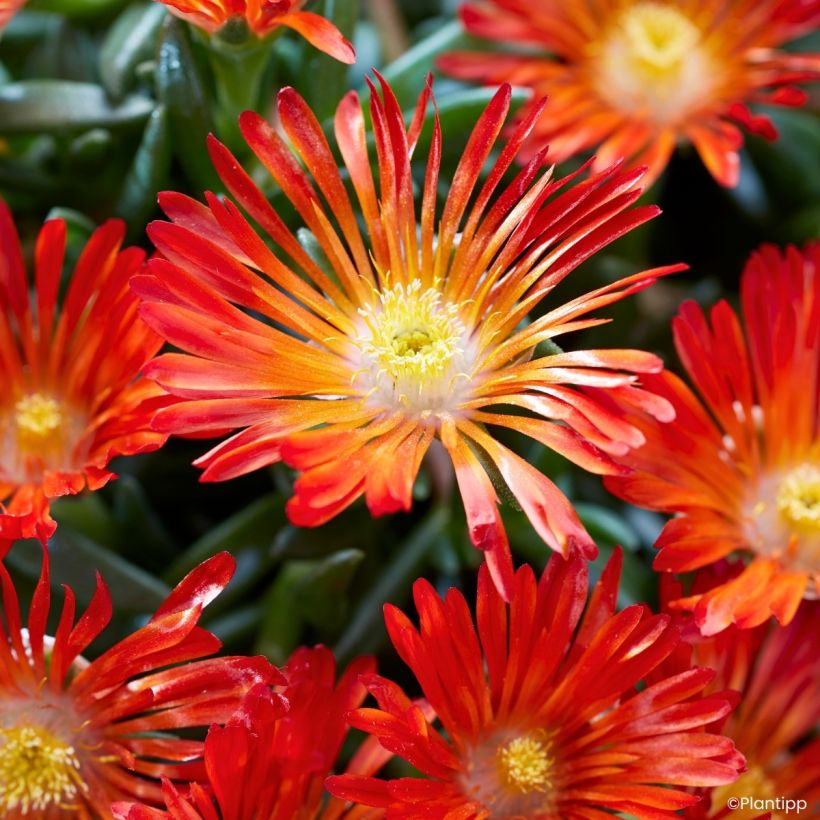 Delosperma Ocean Sunset Orange Vibe - Alfombra rosa (Floración)
