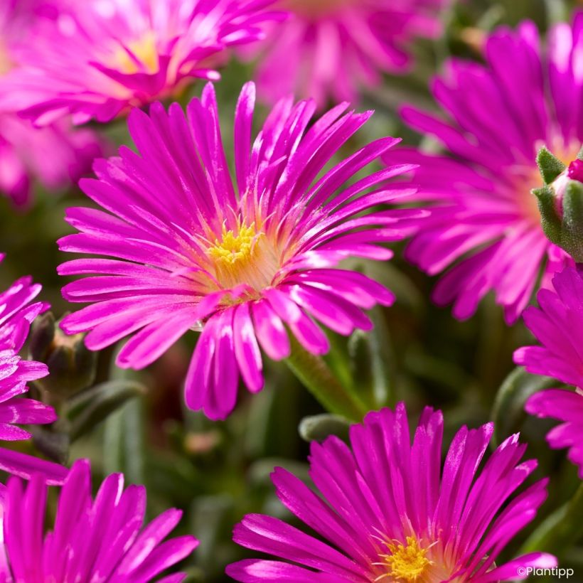 Delosperma Ocean Sunset Violet - Alfombra rosa (Floración)