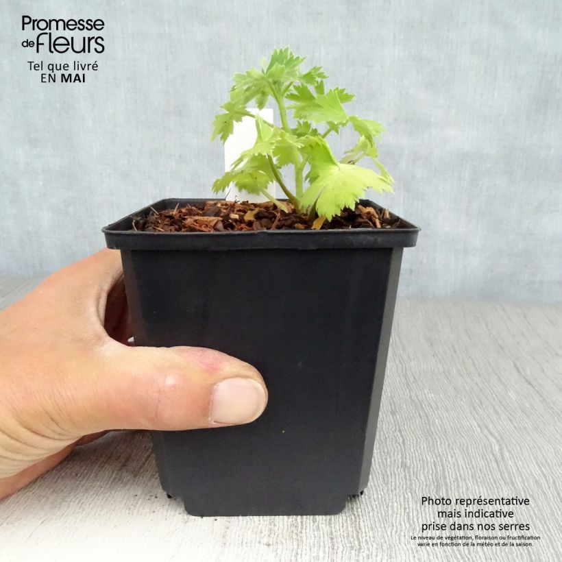 Espuela de caballero - Delphinium Pacific-hybrid Crystal Delight Maceta de 10 cm/11 cm Ejemplar entregado en la primavera