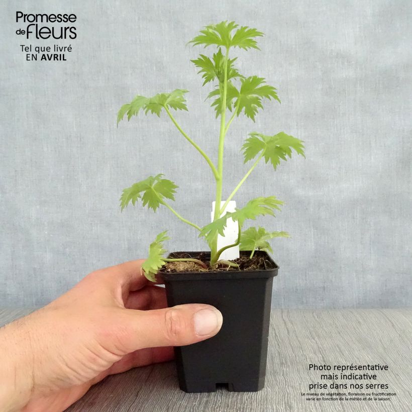 Espuela de caballero - Delphinium Pacific-hybrid Magic Fountain Dark Blue-Black Bee Maceta de 8/9 cm Ejemplar entregado en la primavera
