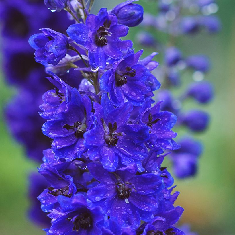 Espuela de caballero - Delphinium Pacific-hybrid Magic Fountain Dark Blue-Black Bee (Floración)