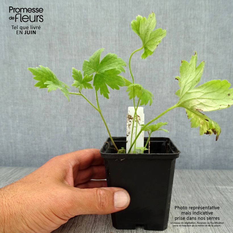 Ejemplar de Espuela de caballero - Delphinium Pacific-hybrid Magic Fountain Dark Blue-White Be Maceta de 8/9 cm entregado en verano