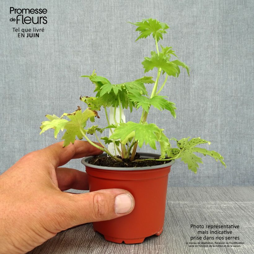 Ejemplar de Espuela de caballero - Delphinium Pacific-hybrid Deep Rose-White Bee Maceta de 8/9 cm entregado en verano