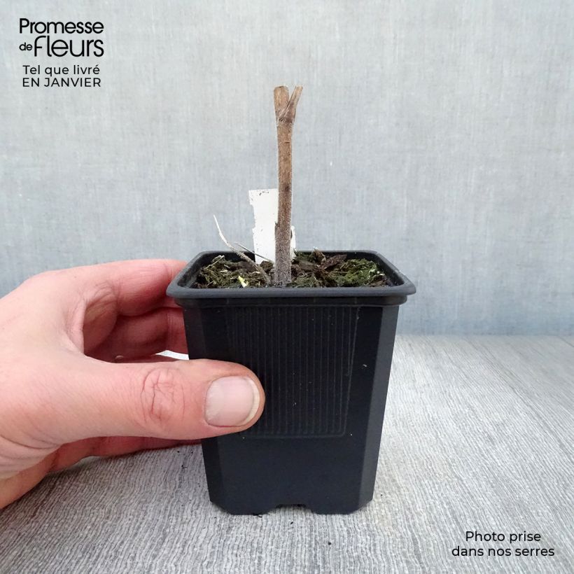 Espuela de caballero - Delphinium elatum Highlander Bolero Maceta de 8/9 cm Ejemplar entregado en invierno