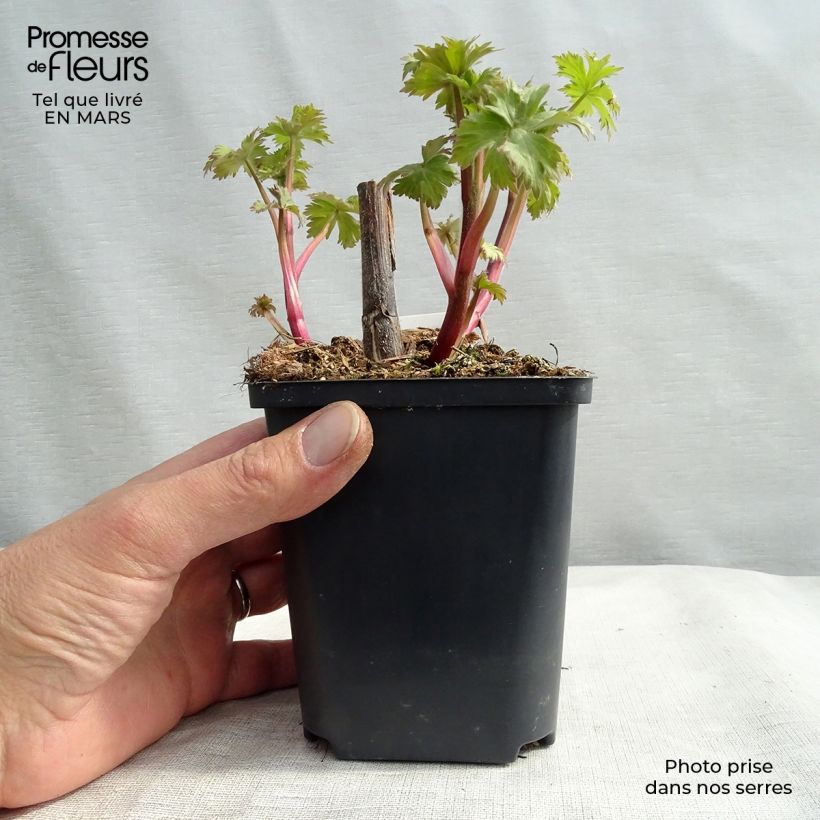 Espuela de caballero - Delphinium elatum Highlander Cha Cha Maceta de 8/9 cm Ejemplar entregado en invierno