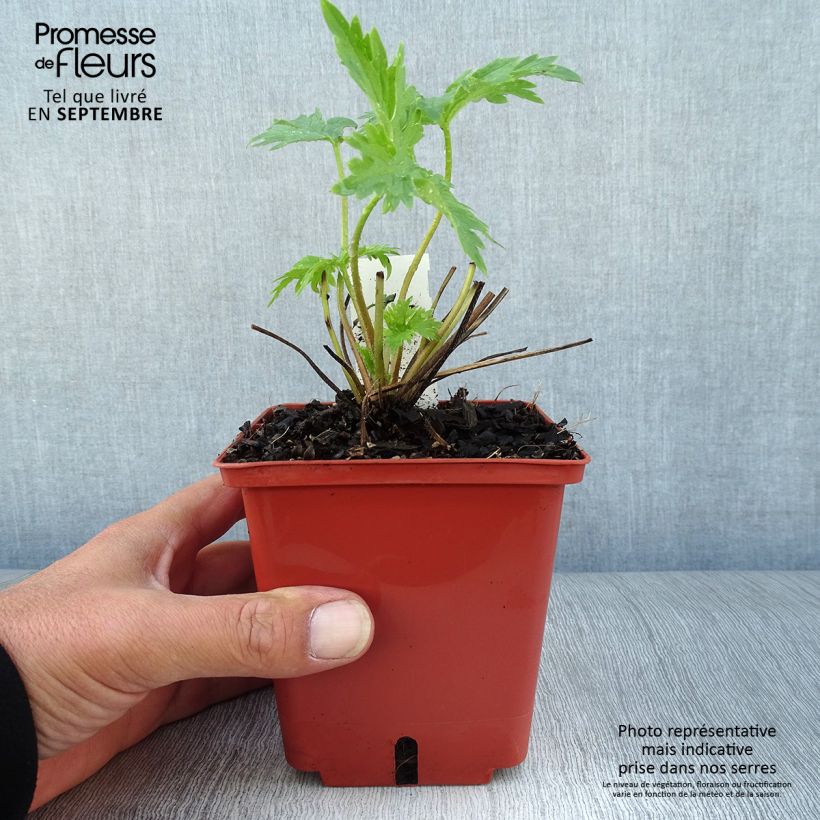 Ejemplar de Espuela de caballero - Delphinium elatum Highlander Cha Cha Maceta 1L/1,5L entregado en otoño