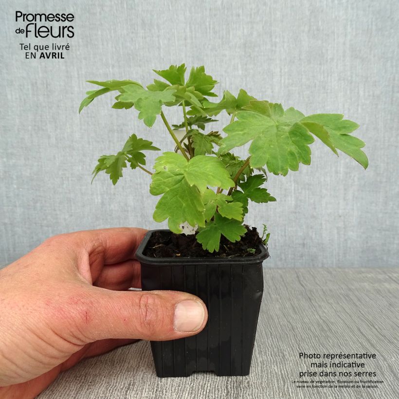 Espuela de caballero - Delphinium elatum Highlander Cha Cha Maceta de 8/9 cm Ejemplar entregado en la primavera