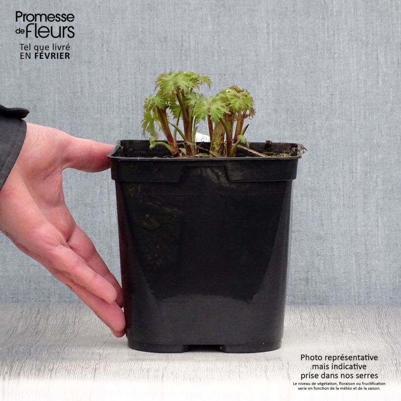 Espuela de caballero - Delphinium elatum Highlander Flamenco Maceta 2L/3L Ejemplar entregado en invierno