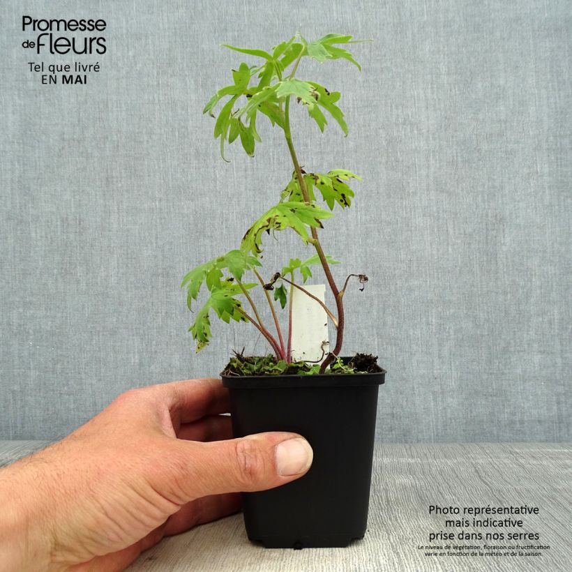 Espuela de caballero - Delphinium elatum Highlander Samba Maceta de 8/9 cm Ejemplar entregado en la primavera