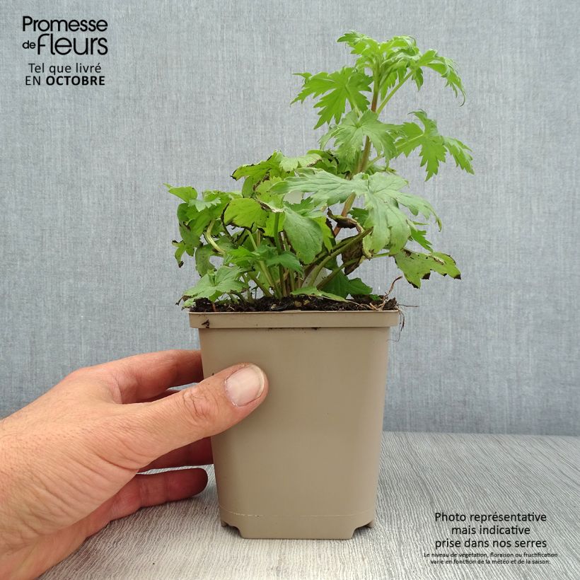 Ejemplar de Espuela de caballero - Delphinium elatum Highlander Samba Maceta de 8/9 cm entregado en otoño