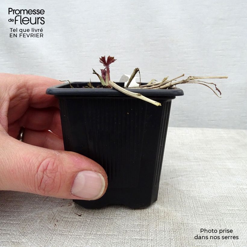 Espuela de caballero - Delphinium elatum Highlander Sweet Sensation Maceta de 8/9 cm Ejemplar entregado en invierno