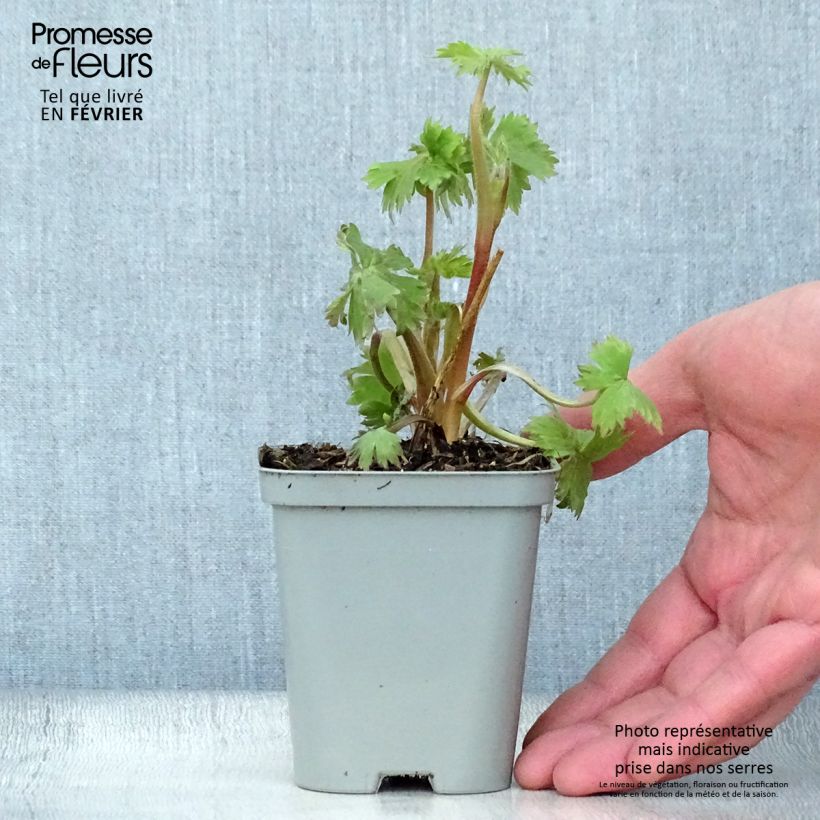 Espuela de caballero - Delphinium Pacific-hybrid Astolat Maceta de 8/9 cm Ejemplar entregado en invierno