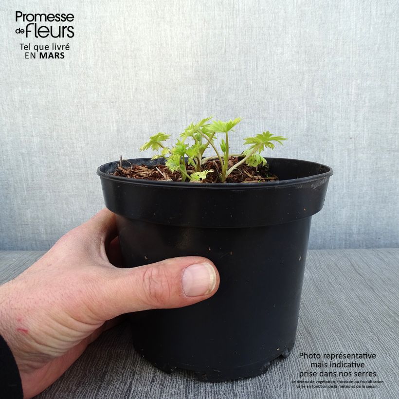 Espuela de caballero - Delphinium Pacific-hybrid Astolat Maceta 2L/3L Ejemplar entregado en invierno