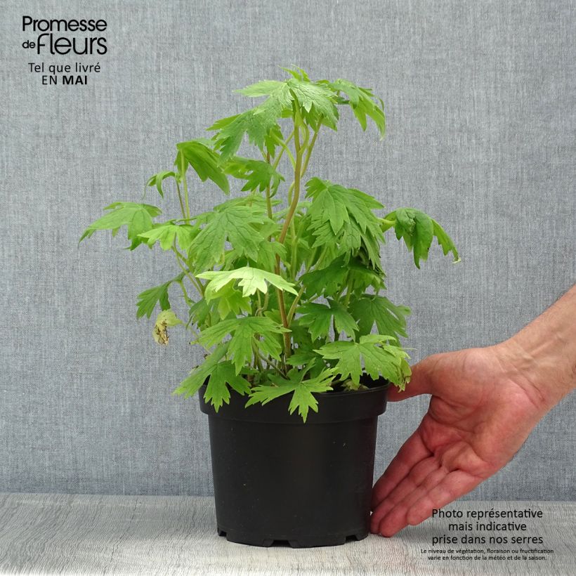 Espuela de caballero - Delphinium Pacific-hybrid Astolat Maceta 2L/3L Ejemplar entregado en la primavera