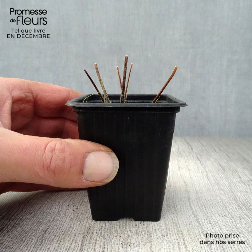 Espuela de caballero - Delphinium Pacific-hybrid Black Knight Maceta de 7/8 cm Ejemplar entregado en invierno