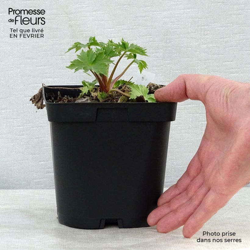 Espuela de caballero - Delphinium Pacific-hybrid Black Knight Maceta 2L/3L Ejemplar entregado en invierno