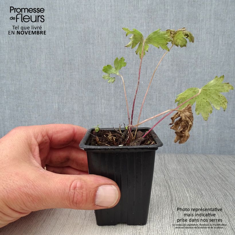Ejemplar de Espuela de caballero - Delphinium Pacific-hybrid Black Knight Maceta de 7/8 cm entregado en otoño