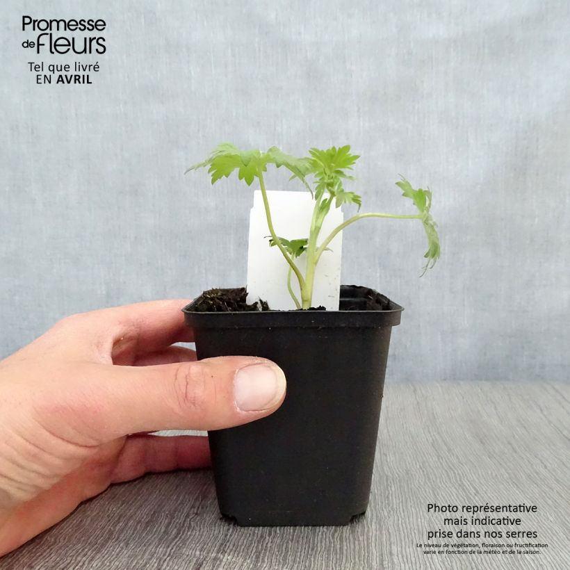 Espuela de caballero - Delphinium Pacific-hybrid Black Knight Maceta de 7/8 cm Ejemplar entregado en la primavera