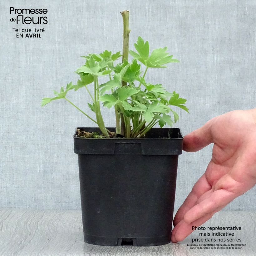 Espuela de caballero - Delphinium Pacific-hybrid Black Knight Maceta 2L/3L Ejemplar entregado en la primavera