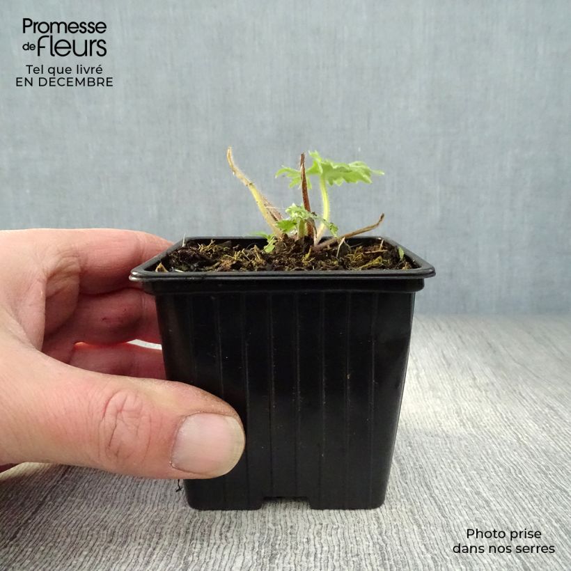 Espuela de caballero - Delphinium Pacific-hybrid Blue Biird Maceta de 7/8 cm Ejemplar entregado en invierno