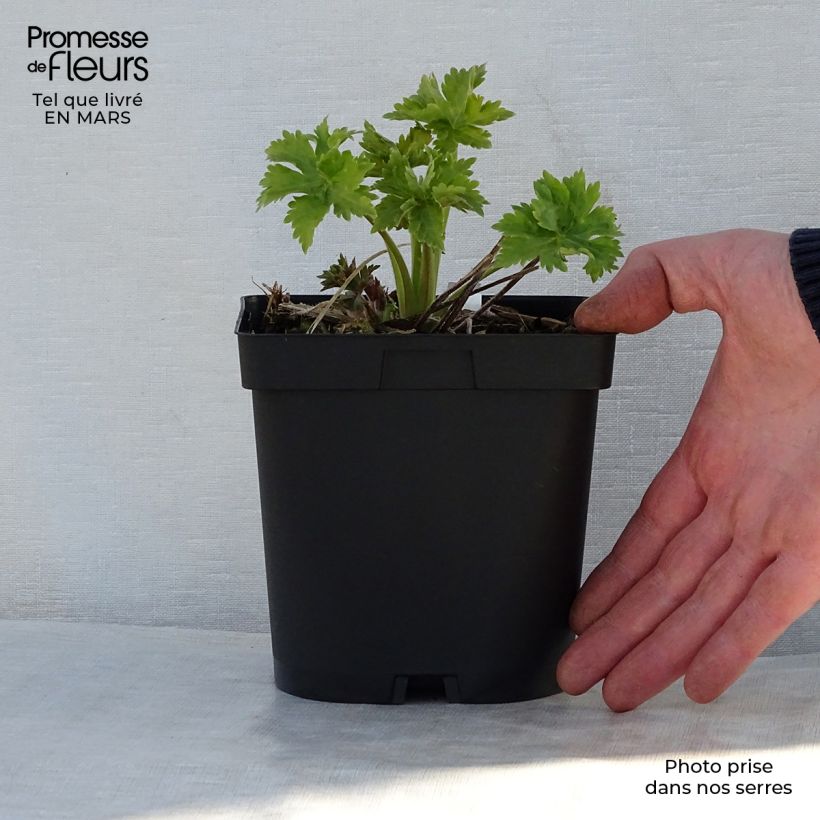 Espuela de caballero - Delphinium Pacific-hybrid Blue Biird Maceta 2L/3L Ejemplar entregado en la primavera