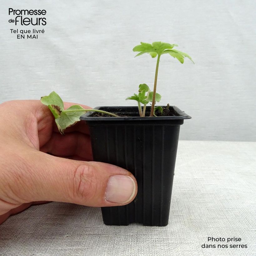 Espuela de caballero - Delphinium Pacific-hybrid Blue Biird Maceta de 7/8 cm Ejemplar entregado en la primavera