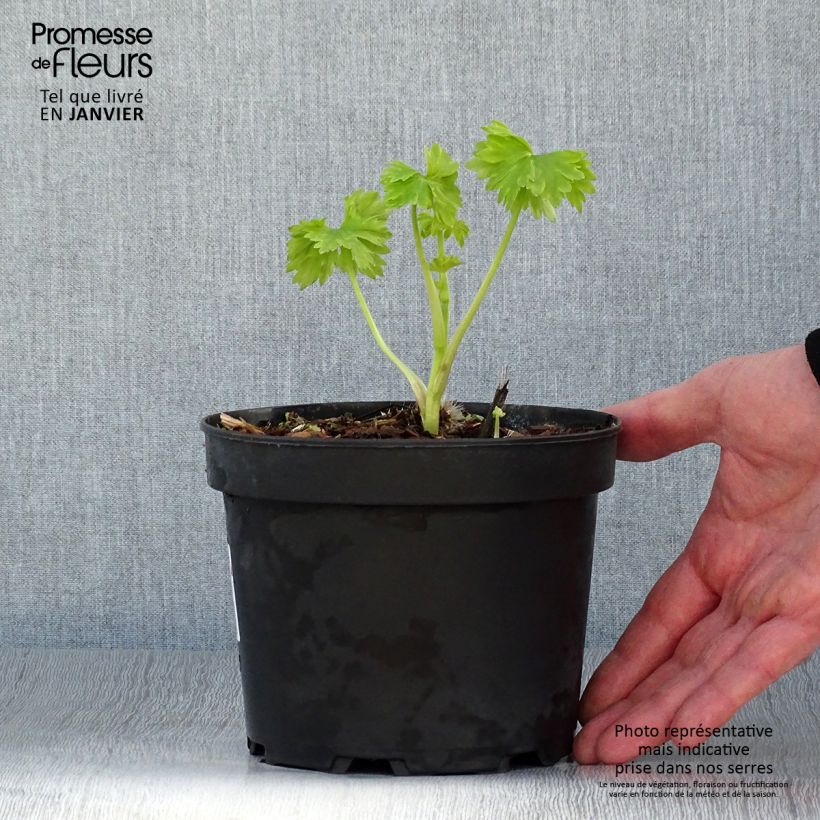 Espuela de caballero - Delphinium Pacific-hybrid Blue Jay Maceta 2L/3L Ejemplar entregado en invierno